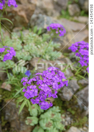 紫色小花 紫色小花 141454598