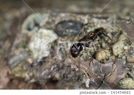 這是一隻雌性擬蟻蛛(Myrmecophilus amoena)。它體長約7毫米,紅色似乎存在個體差異。它的頸部有一條白色條紋。 這是一隻雌性擬蟻蛛(Myrmecophilus amoena)。它體長約7毫米,紅色似乎存在個體差異。它的頸部有一條白色條紋。 141454681
