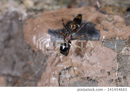 這種名為日本蟻蛛(*Myrmecophilus japonica*)的生物外形酷似螞蟻。這種擬態是攻擊性擬態還是貝氏擬態?抑或是進化演化的結果,又或是純粹的偶然現象? 這種名為日本蟻蛛(*Myrmecophilus japonica*)的生物外形酷似螞蟻。這種擬態是攻擊性擬態還是貝氏擬態?抑或是進化演化的結果,又或是純粹的偶然現象? 141454683
