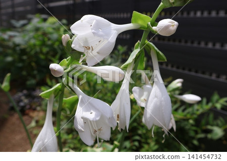 White hosta flowers 141454732