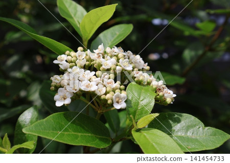 White flowers of Viburnum tinus 141454733