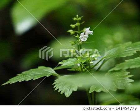 Flowers of the Japanese mountain tree Flowers of the Japanese mountain tree 141454779