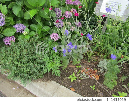 Reddish-purple hydrangeas, blue verbena, and red flannel grass. 141455039