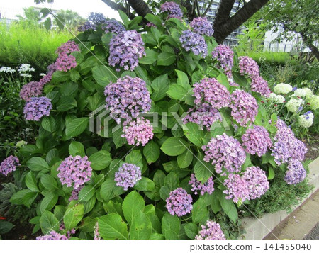 Kojima Hana no Kai Flower field lilac hydrangea flowers Kojima Hana no Kai Flower field lilac hydrangea flowers 141455040