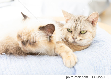 An American Shorthair and a Siamese cat sleeping on a light blue cushion. An American Shorthair and a Siamese cat sleeping on a light blue cushion. 141455068