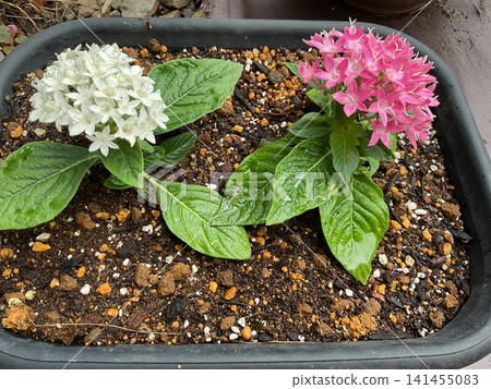 A mixed planting of white and pink pentas in bloom; a gardening scene after the rain. A mixed planting of white and pink pentas in bloom; a gardening scene after the rain. 141455083