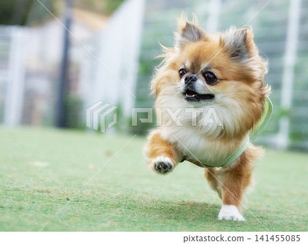 Chihuahua portrait at the dog park Chihuahua portrait at the dog park 141455085