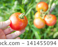 Tomato harvest 141455094