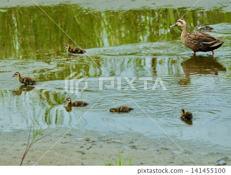 日本的一種野生鳥類:一群綠頭鴨。 日本的一種野生鳥類:一群綠頭鴨。 141455100