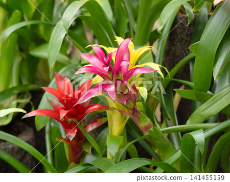 Guzmania with its vibrant bracts Guzmania with its vibrant bracts 141455159