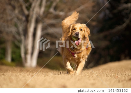 A golden retriever running in the park A golden retriever running in the park 141455162