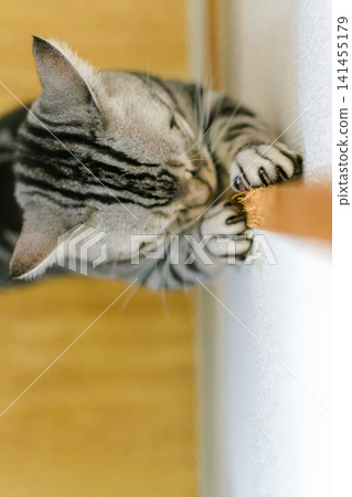 Pet cats scratch furniture and walls by using their claws as a scratching post. Pet cats scratch furniture and walls by using their claws as a scratching post. 141455179