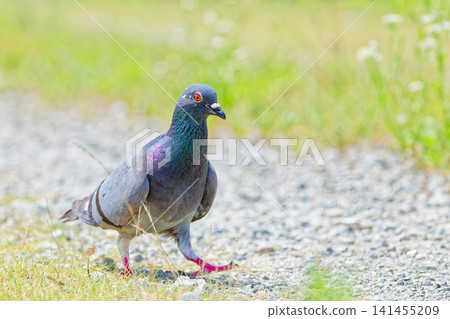 岩鴿沿著河邊小徑漫步 岩鴿沿著河邊小徑漫步 141455209