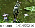 A grey heron standing in the West Garden of Heian Shrine (Sakyo Ward, Kyoto City) 141455210
