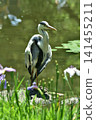 A grey heron standing in the West Garden of Heian Shrine (Sakyo Ward, Kyoto City) 141455211