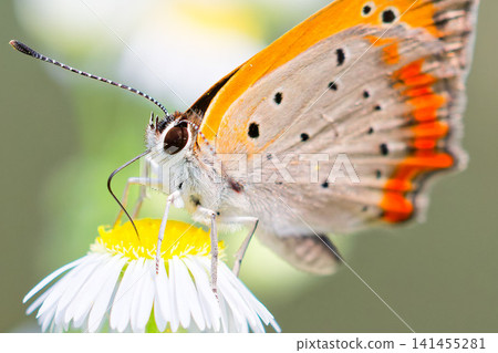 Copper butterfly sucking nectar from a flower Copper butterfly sucking nectar from a flower 141455281