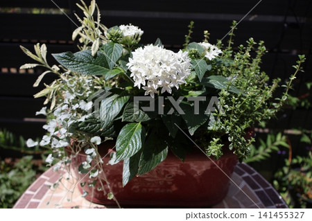 White Pentas in a mixed planting White Pentas in a mixed planting 141455327