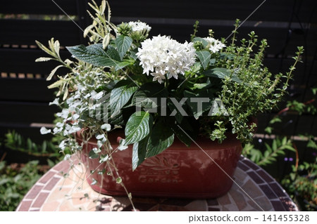 White Pentas in a mixed planting White Pentas in a mixed planting 141455328