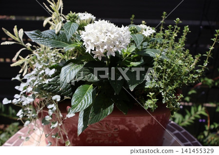 混合種植中的白五星花 混合種植中的白五星花 141455329
