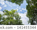 抬頭仰望初夏的藍天和綠意盎然的景色（留白：清新夏日風景圖片） 141455344