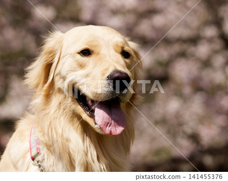 Outdoor portrait of a Golden Retriever Outdoor portrait of a Golden Retriever 141455376
