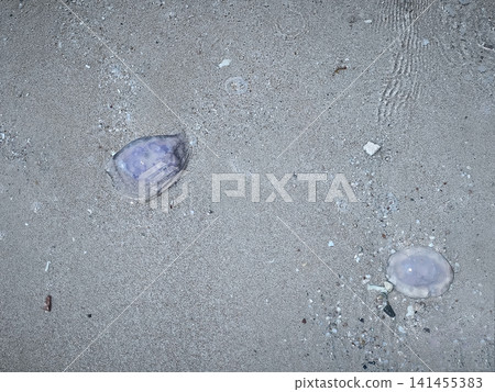 Close ups of washed up jellyfish and scattered plastic debris on the ocean shore and sea, highlighting the stark contrast and pressing issue of environmental pollution and marine waste. 141455383