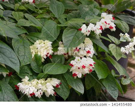 Gempeak flowers Gempeak flowers 141455480