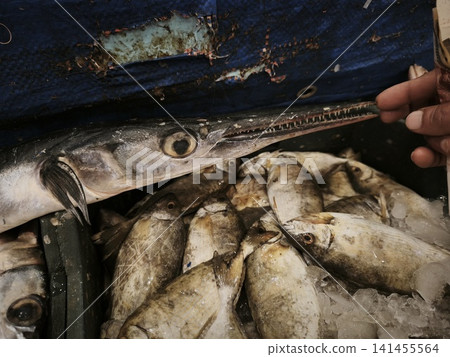 Garfish needlefish displayed at a market with elongated body, sharp beak, and pale silvery skin, surrounded by other fish. Garfish needlefish displayed at a market with elongated body, sharp beak, and pale silvery skin, surrounded by other fish. 141455564