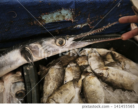 Garfish needlefish displayed at a market with elongated body, sharp beak, and pale silvery skin, surrounded by other fish. Garfish needlefish displayed at a market with elongated body, sharp beak, and pale silvery skin, surrounded by other fish. 141455565