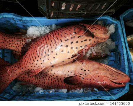 Fresh red leopard grouper also known as coral grouper with distinctive black spots is neatly arranged in a blue plastic container on ice, showing off its natural texture and vibrant coloring. Fresh red leopard grouper also known as coral grouper with distinctive black spots is neatly arranged in a blue plastic container on ice, showing off its natural texture and vibrant coloring. 141455600
