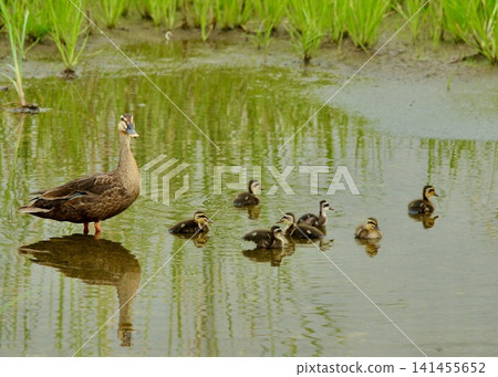 日本的一種野生鳥類:一群綠頭鴨。 日本的一種野生鳥類:一群綠頭鴨。 141455652