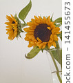 A bouquet of sunflowers in a vase 141455673