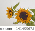 A bouquet of sunflowers in a vase 141455678