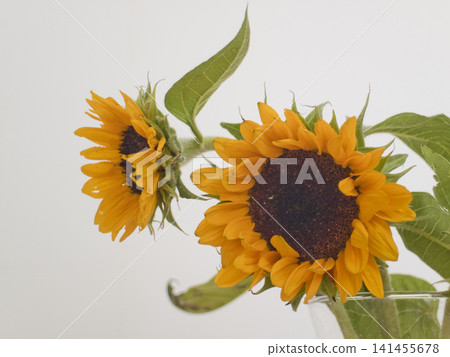 A bouquet of sunflowers in a vase A bouquet of sunflowers in a vase 141455678