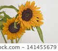 A bouquet of sunflowers in a vase 141455679