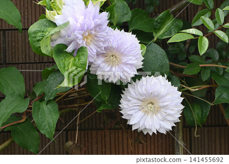 白花 白花 141455692
