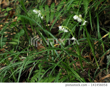White flowers of Ophiopogon japonicus under the trees in summer White flowers of Ophiopogon japonicus under the trees in summer 141456058