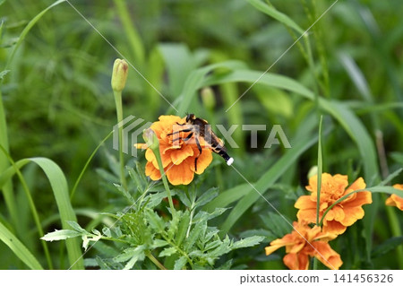 A robber fly perched on a flower A robber fly perched on a flower 141456326