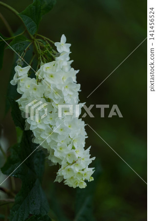 雨季盛開的白櫟葉繡球花 雨季盛開的白櫟葉繡球花 141456524