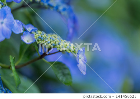 開花在雨季的藍色繡球花 開花在雨季的藍色繡球花 141456525