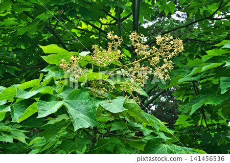 傘樹的花蕾和花（夏季，7月） 141456536