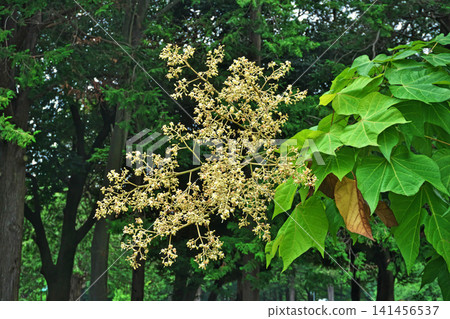 傘樹的花蕾和花(夏季,7月) 傘樹的花蕾和花(夏季,7月) 141456537