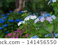 Blue and pink hydrangeas blooming in the rainy season garden 141456550