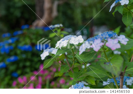 Blue and pink hydrangeas blooming in the rainy season garden Blue and pink hydrangeas blooming in the rainy season garden 141456550