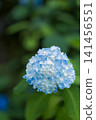 Pale blue, ball-shaped hydrangeas bloom during the rainy season. 141456551