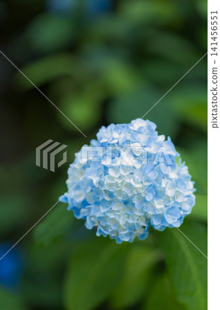 Pale blue, ball-shaped hydrangeas bloom during the rainy season. Pale blue, ball-shaped hydrangeas bloom during the rainy season. 141456551