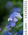 Blue hydrangea blooming in the rainy season 141456552