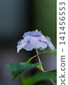 Purple hydrangea blooming in the rainy season 141456553