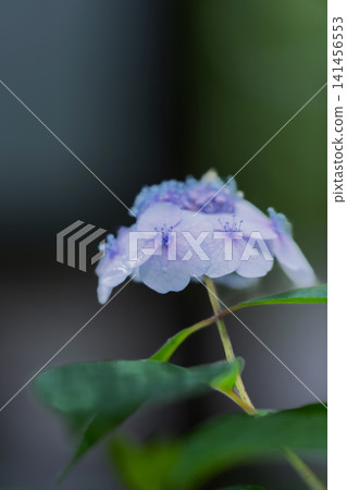 雨季盛開的紫色繡球花 雨季盛開的紫色繡球花 141456553