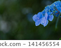 Blue hydrangea blooming in the rainy season 141456554